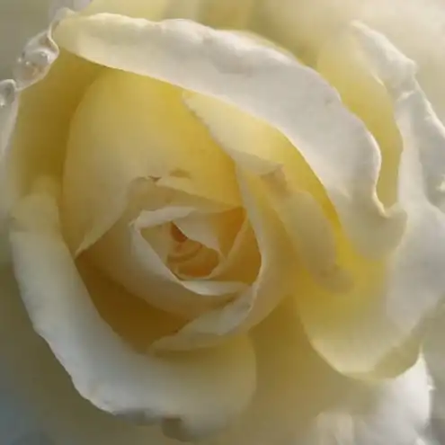 Trandafiri online - Alb - trandafir teahibrid - trandafir cu parfum discret - Rosa Erény - Márk Gergely - Floare plină cu diametru 10 cm, alb cu tentă de galben lămîie pal. Înfloreste de la începutul luni mai pînă la apariția gerului. Rezistent împotriva